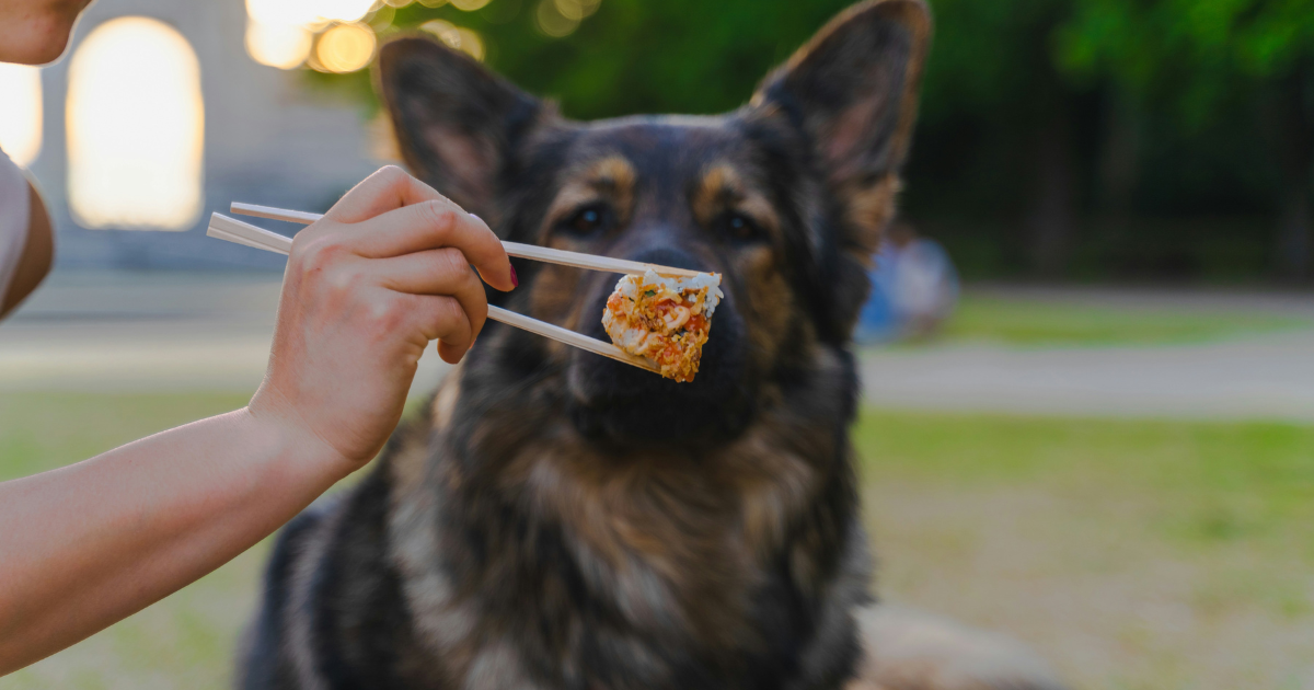 Best High Protein Dog Food