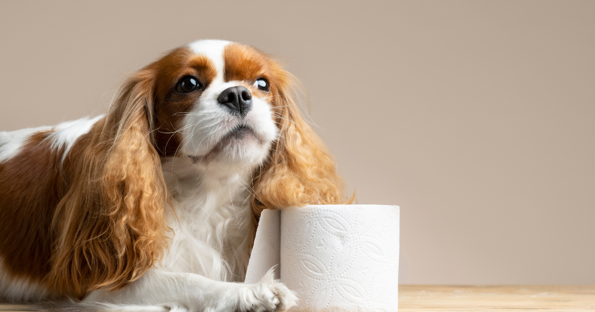 How to Potty Train a Puppy or Dog