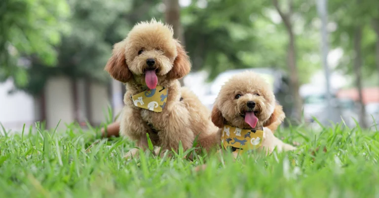 Popular doodle mixes