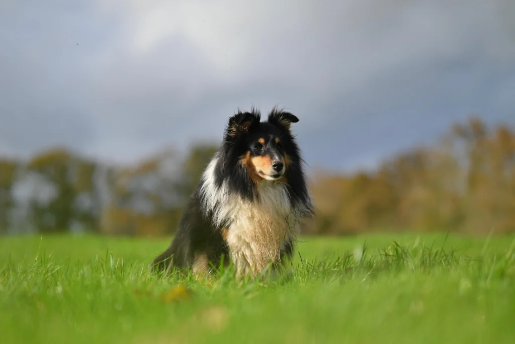 Shetland Sheepdog