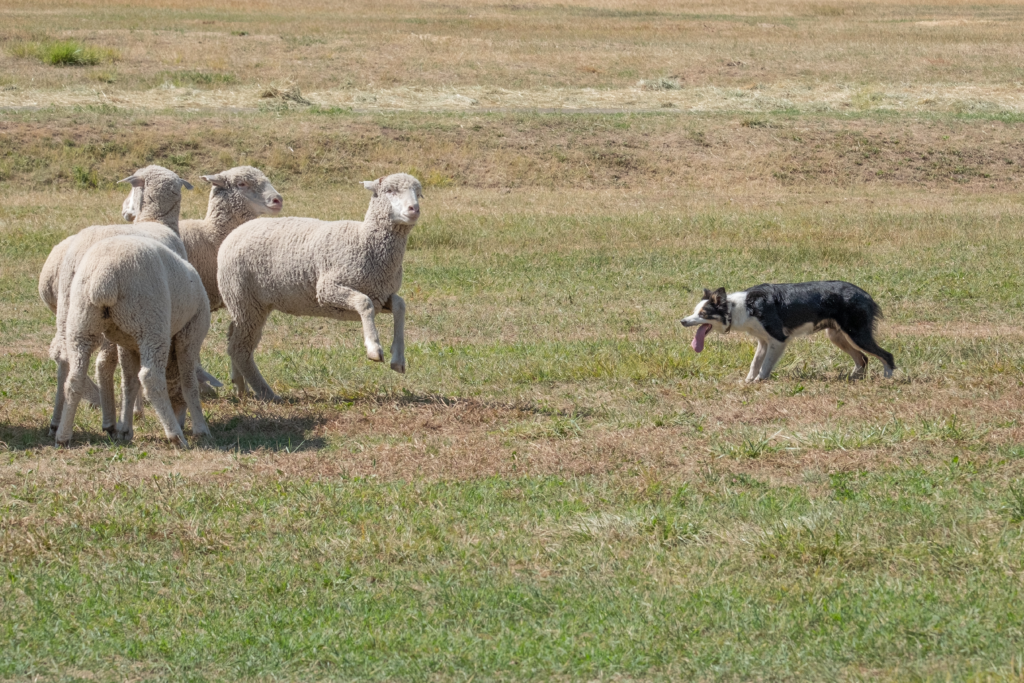 herding dog breed