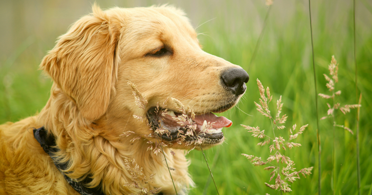 Best Dog Foods for Allergies