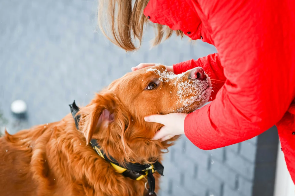 Best Dog Foods for Allergies
