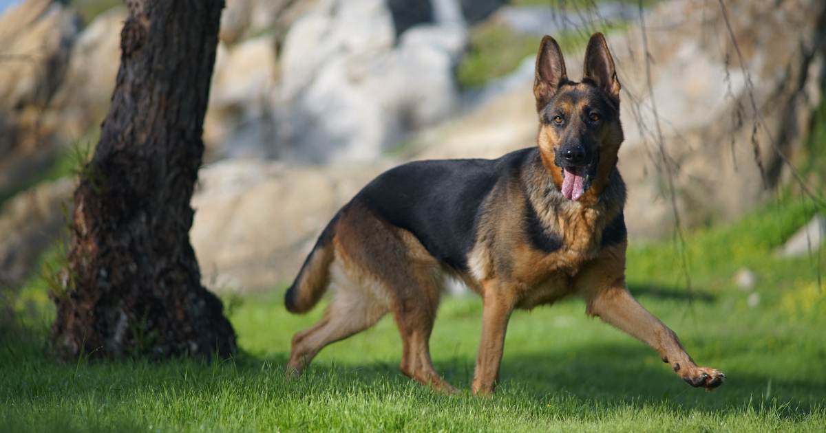 Best guard dogs for home