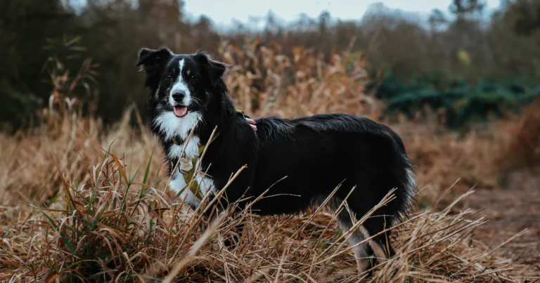 herding dog breed