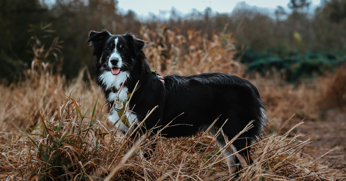herding dog breed