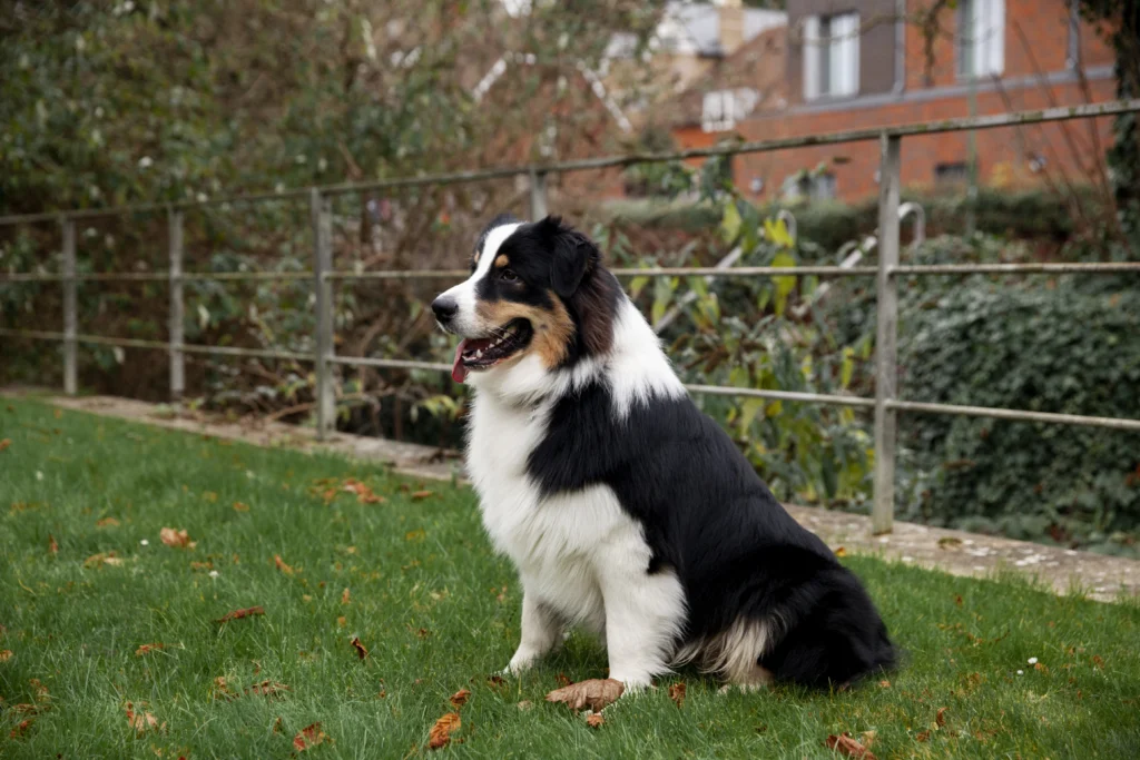 Bernese Mountain Dog
