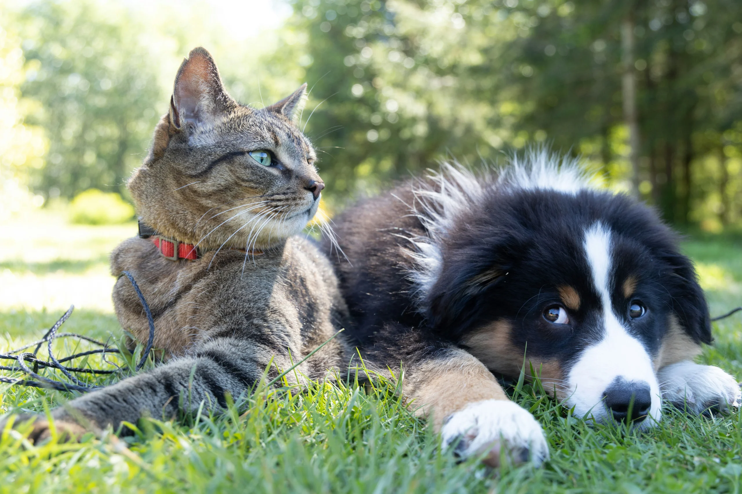 Can Dogs and Cats Really Get Along?