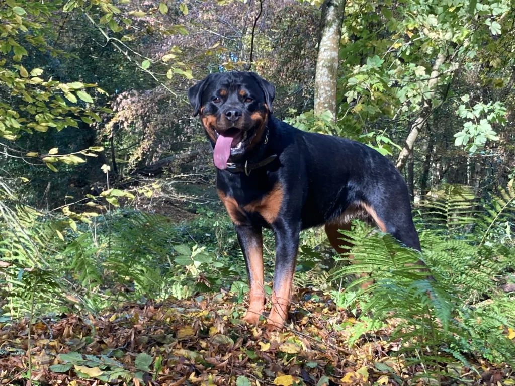 Rottweiler