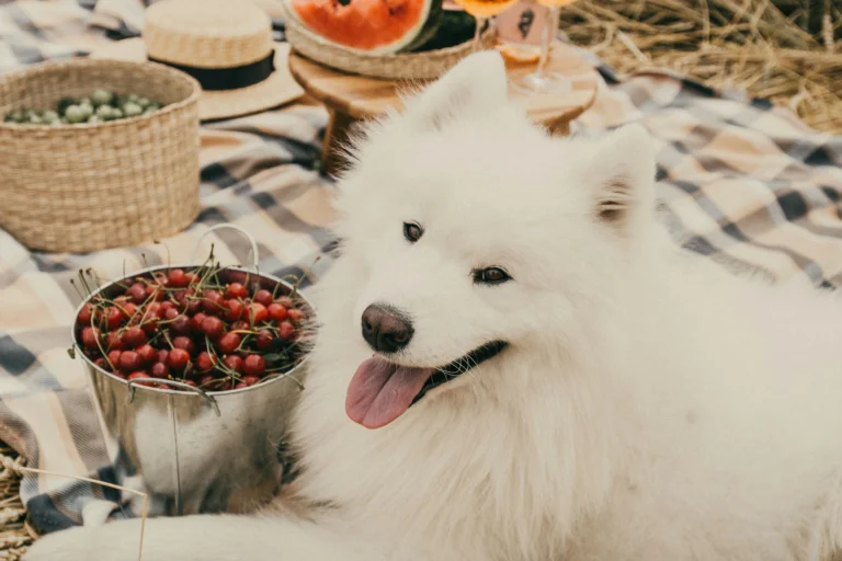 Superfoods for Dogs