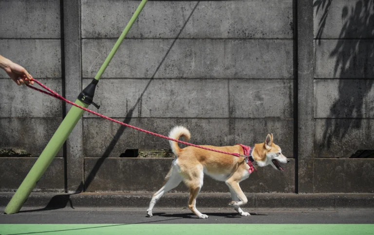 how to leash train a dog