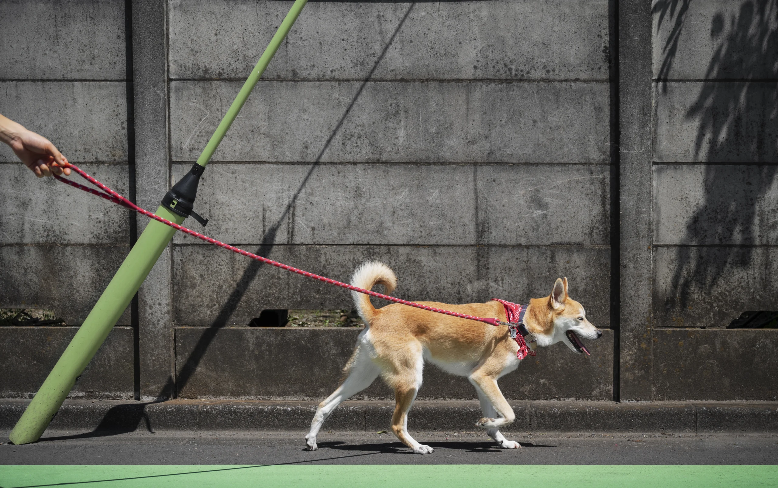 how to leash train a dog
