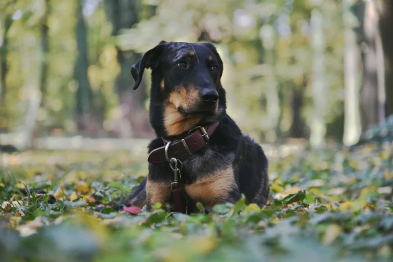 Beauceron Breed
