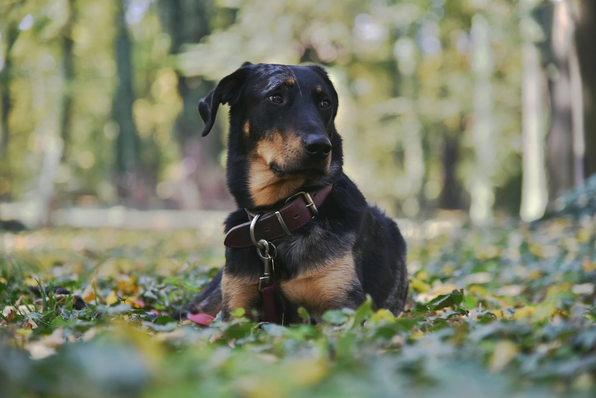 Beauceron Breed