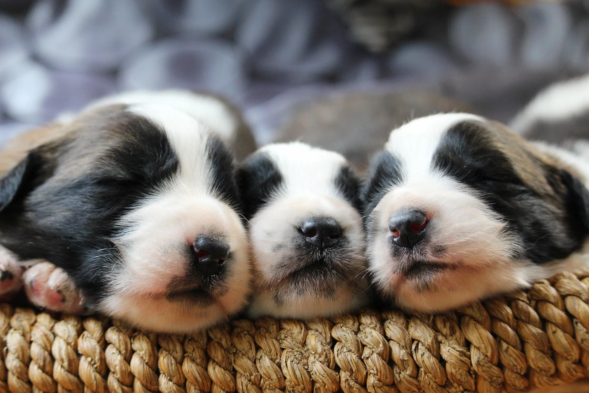 How Much Sleep Do Puppies Need
