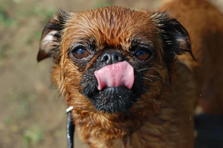 Brussels Griffon Dog Breed