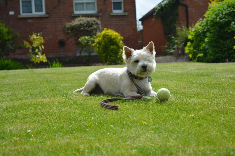 Puppy Playing with Ball