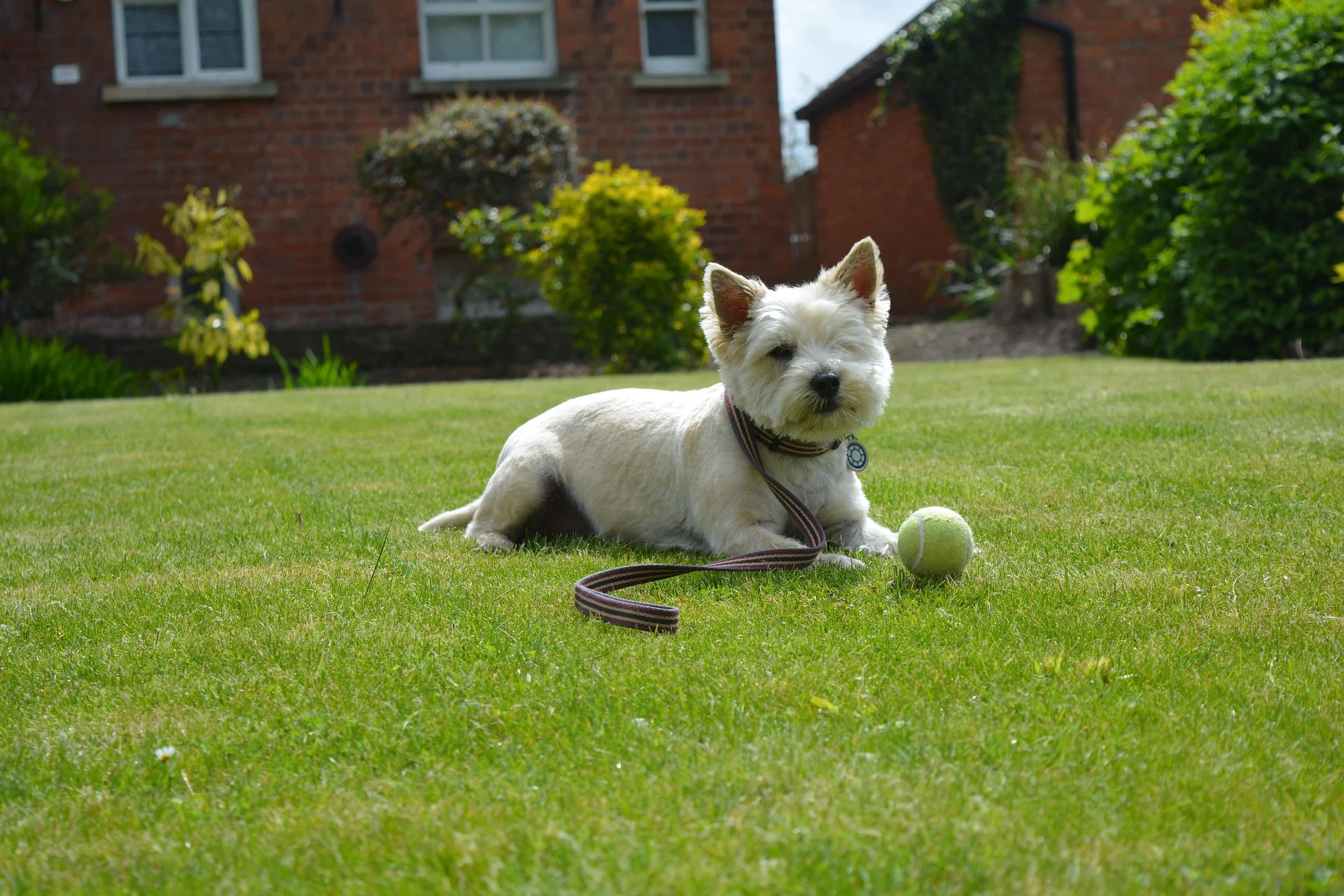 Puppy Playing with Ball